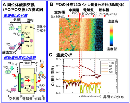 同位体酸素交換反応、SIMSによる18Oの分布、SIMS像の濃度分析の図