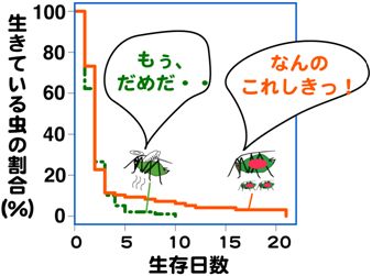 ソラマメヒゲナガアブラムシのシロツメクサ上での生存の図