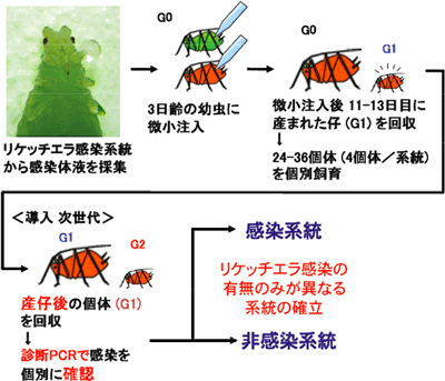 遺伝的背景が同一のリケッチエラ感染/非感染アブラムシ系統の作成方法の図