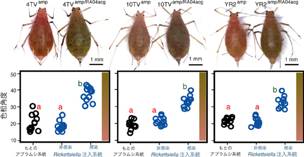 リケッチエラ感染による赤色アブラムシ系統の緑色への体色変化の図