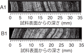 北西太平洋の正徳海山で採取した鉄マンガンクラスト試料から切り出した互いに直交する向きの薄片試料(A1とB1)の走査電子顕微鏡画像の図