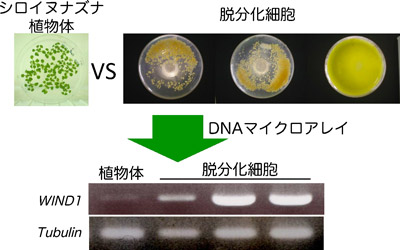 植物の脱分化細胞からWIND1遺伝子の選抜図