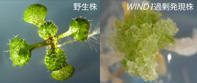 WIND1過剰発現植物のカルス形成写真