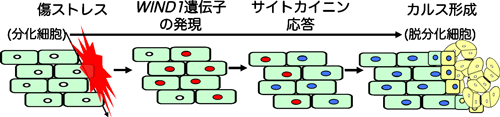 WIND1タンパク質の傷ストレスで誘導される脱分化制御の図