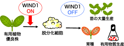 WIND1タンパク質の機能を利用した分子組織培養法の確立を目指す概要図