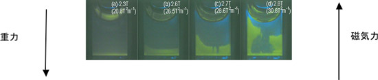 高磁場中に置いた容器内の水中で浮上する緑色蛍光体の図