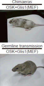 Oct3/4, Sox2, Klf4, Glis1を用いて樹立されたiPS細胞由来のキメラマウスの写真