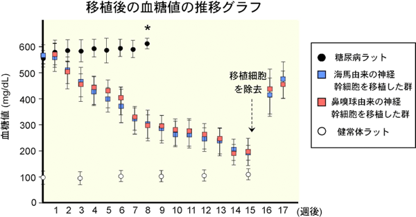 糖尿病ラットに、糖尿病ラット由来の成体神経幹細胞を移植した場合の治療効果の図