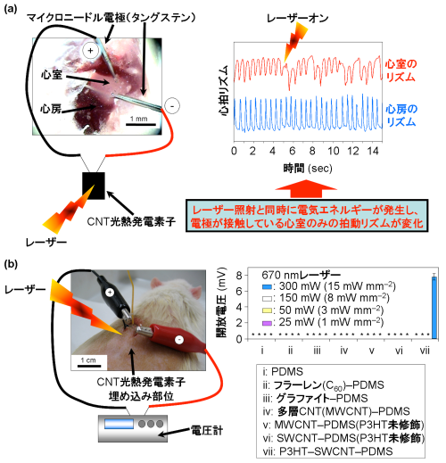 CNT光熱発電素子を用いた生体外でのゼブラフィッシュ心筋への電気刺激とラット生体内における発電挙動の図