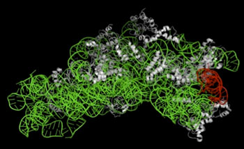 リボソーム30Sサブユニットの立体構造の図