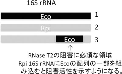 大腸菌と異種生物由来16S rRNAのモザイク状遺伝子の合成の図