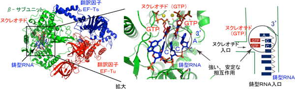 RNA合成開始時のQβウイルスRNA合成酵素（βサブユニット：緑）と翻訳因子EF-Tu（赤）、EF-Ts（青）との複合体の図