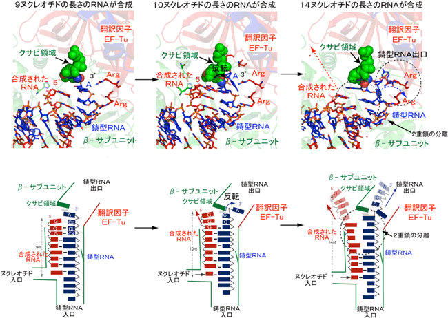 RNA伸長過程のQβウイルスRNA合成酵素複合体の構造図