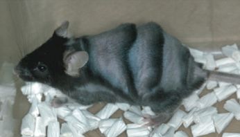 皮膚特異的FGF18遺伝子ノックアウトマウスの1週間分の毛成長の様子の写真