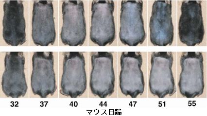 （上）皮膚特異的FGF18遺伝子ノックアウトマウスと（下）野生型マウスの背部の毛成長の様子の写真