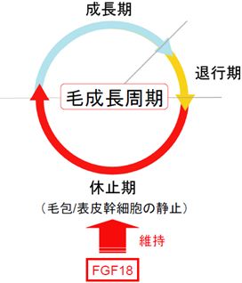 今回の発見を基にした毛成長周期制御モデル図