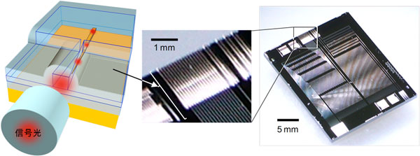 光ファイバーの信号光を縮小する光変換器（左）とそれを複数搭載した光IC（中、右）の図