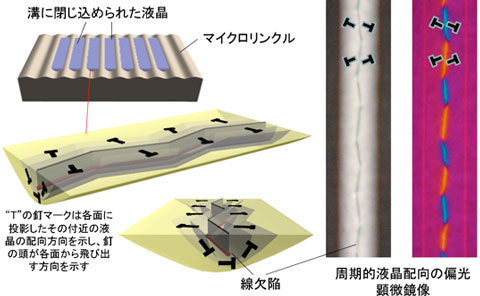 マイクロリンクルの溝に閉じ込められた液晶の自己組織化による周期的な配向構造図