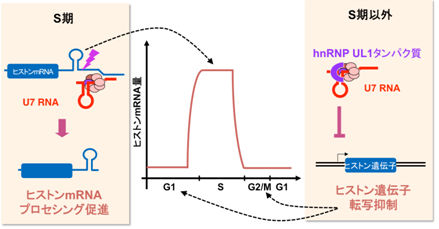 細胞状態に応じたU7 RNAによるヒストンの遺伝子発現制御の図