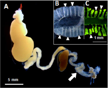 ホソヘリカメムシの消化管・共生器官の写真