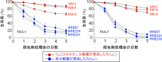 フェニトロチオン処理した場合のホソヘリカメムシの生存率の図