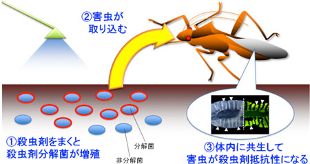 共生細菌による害虫の殺虫剤抵抗性発達機構の概略図