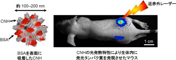 CNHの光発熱特性を利用した遺伝子発現制御技術の図