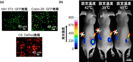 CNHの光発熱特性を活用した遺伝子発現制御の図