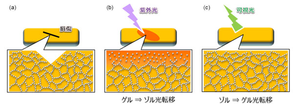 ゾル－ゲル光転移を利用した光損傷修復の模式図画像