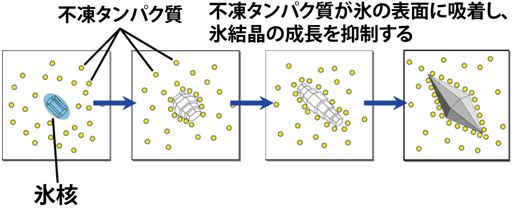 不凍タンパク質が氷結晶の成長を抑制する様子の模式図の画像