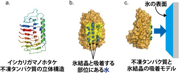 微粒子/液晶複合ゲルにおける表面損傷の光修復の様子の写真