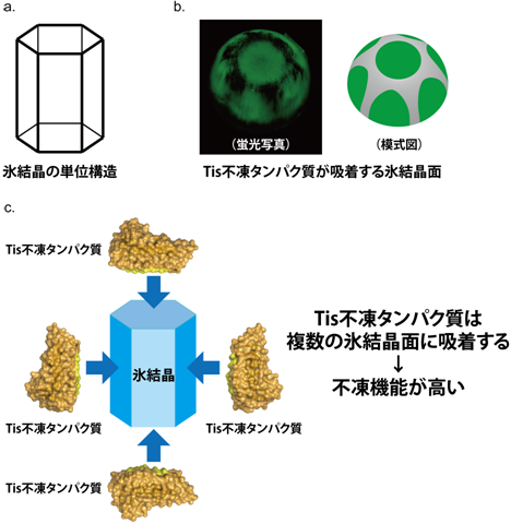 微粒子/液晶複合ゲルにおける高速チキソトロピー性のグラフ