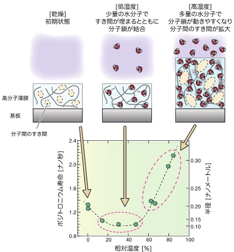 本装置による陽電子・ポジトロニウム寿命測定で得られた湿度変化応答性の解析例の図