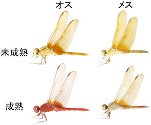 ショウジョウトンボの未成熟および成熟の雌雄の体色の写真