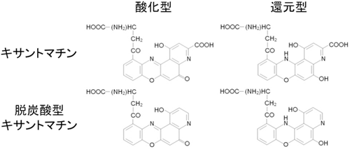 赤くなるトンボから同定された2種類のオモクローム系色素の図