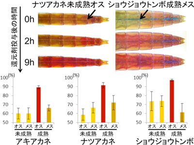 還元剤を矢印の部分に局所注入したときの体色変化と成虫の腹部から抽出したオモクローム系色素の還元型の割合の図