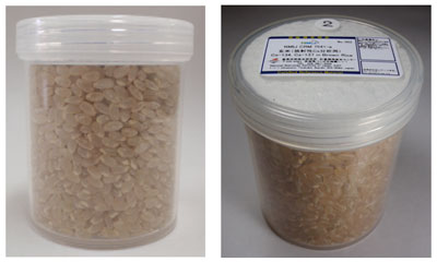 頒布する放射性セシウムを含む玄米の認証標準物質の写真
