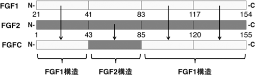 FGF1およびFGF2、FGFキメラタンパク質(FGFC)の模式図