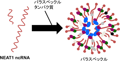 NEAT1を核として形成されるパラスペックルの図