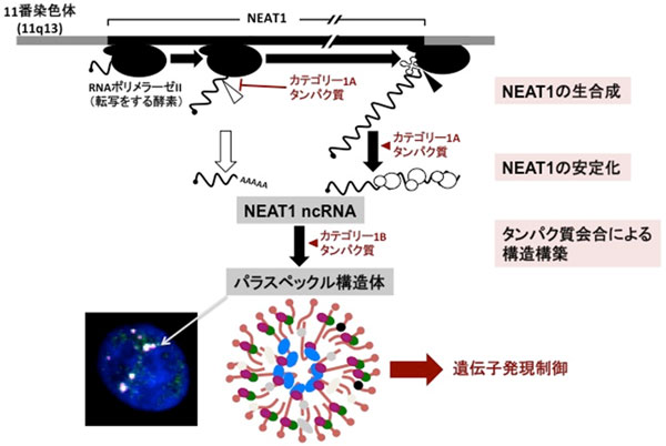 パラスペックルの構造構築メカニズムの図