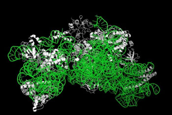 リボソーム30Sサブユニットの立体構造図