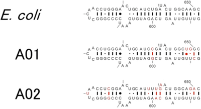 大腸菌16S rRNAと異種生物由来の16S rRNAで大腸菌で機能するもののヘリックス21領域の構造図