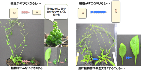 細胞の長さの違いによる植物への影響の写真（シロイヌナズナ）