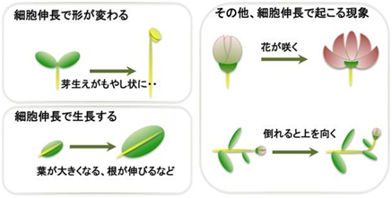 酸素の特性X線に対する超伝導X線検出器のエネルギー分解能とSiC中の微量ドーパントであるNを検出した例の図