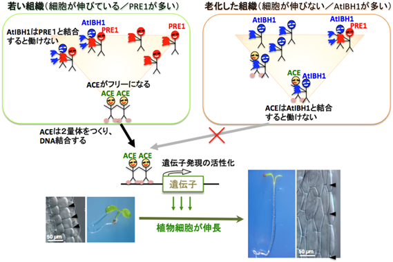 XAFSスペクトルの図