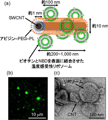 CNT-リポソーム分子複合体（ナノ電車）の構造解析図