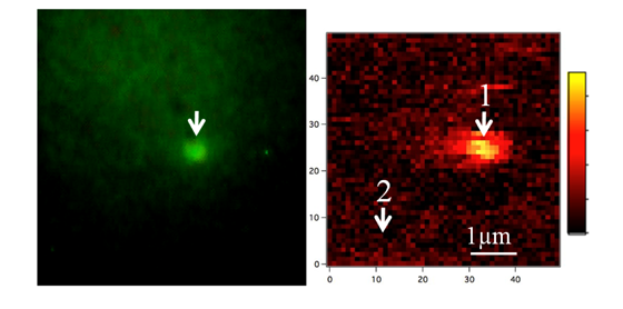 図2 欠陥として導入されたポリマー粒子の蛍光画像