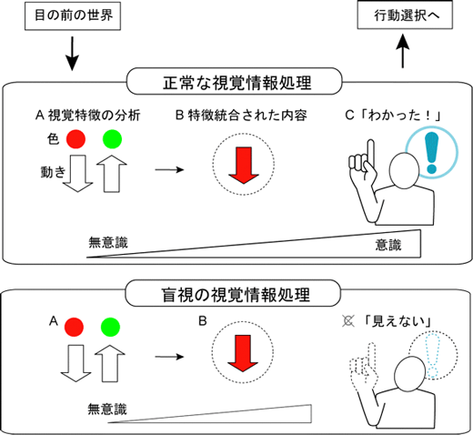 視覚情報が、意識にのぼるまでの過程図