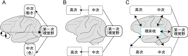 知覚意識を支える神経回路概念図