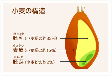 小麦の構造図